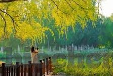 麻d传媒2022国产大象app-麻d传媒2022国产大象app，探索国产视频内容的创新与挑战